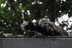 Panthera pardus orientalis