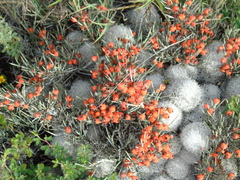 Ephedra compacta
