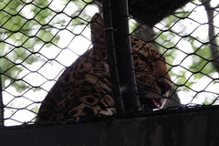 Panthera pardus orientalis