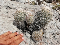 Coryphantha neglecta