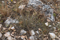Scleria brownii