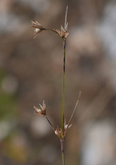 Scleria brownii