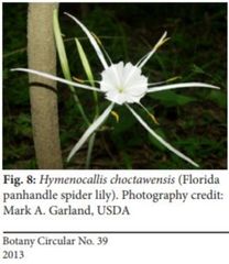 Hymenocallis choctawensis