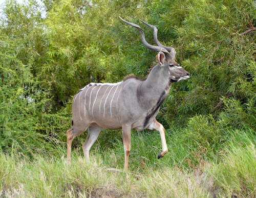 Tragelaphus strepsiceros