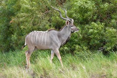 Greater Kudu photo 5