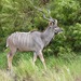 Greater Kudu - Photo (c) joggie, some rights reserved (CC BY-NC)
