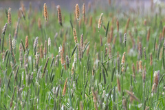 Alopecurus pratensis