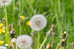 Taraxacum officinale