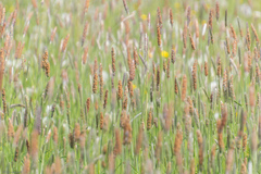 Alopecurus pratensis