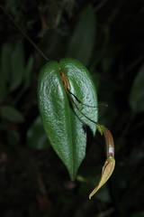 Pleurothallis killipii