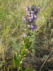 Campanula × spryginii