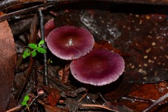 Thaxterogaster submagellanicus