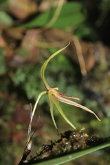 Pleurothallis killipii