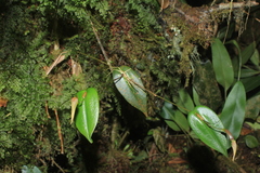 Pleurothallis killipii