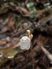 Didymoplexis pallens