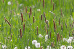 Alopecurus pratensis