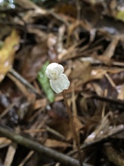 Didymoplexis pallens