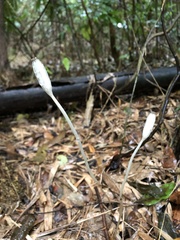 Didymoplexis pallens