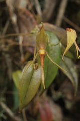 Pleurothallis killipii
