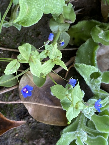 Lysimachia loeflingii image