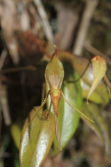 Pleurothallis killipii