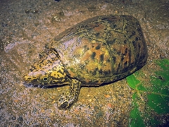 Sternotherus peltifer