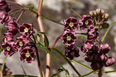 Asclepias graminifolia image