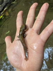 Anura
