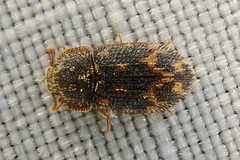 Eucicones marginalis