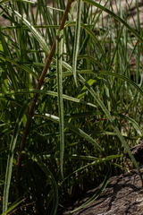 Asclepias graminifolia image