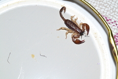 Euscorpius