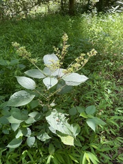 Canadian Wood Nettle (Laportea canadensis)