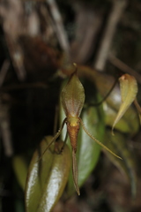 Pleurothallis killipii