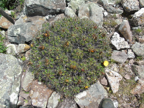 Ferocactus robustus