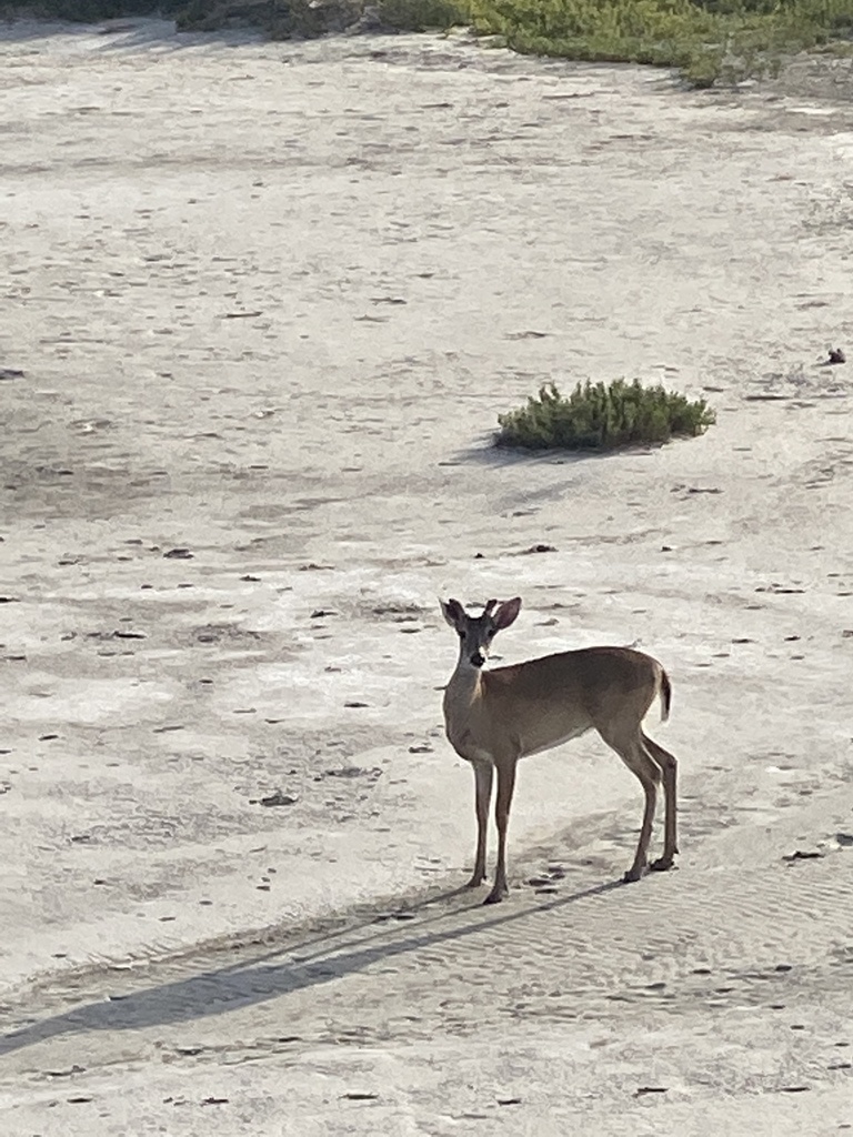 Whitetailed Deer from Corpus Christi, TX, US on June 10, 2022 at 0803