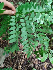 Uribea tamarindoides