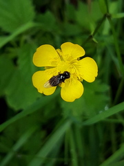 Cheilosia pagana