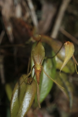 Pleurothallis killipii