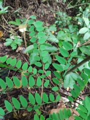 Uribea tamarindoides