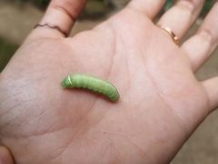 Orthosia cerasi