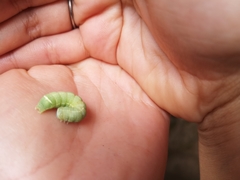 Orthosia cerasi