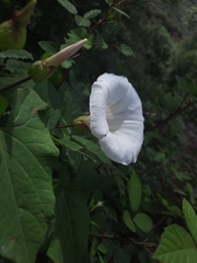 Calystegia sepium