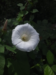 Calystegia sepium