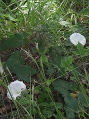 Calystegia sepium