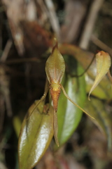 Pleurothallis killipii