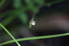 Stylidium tenerum