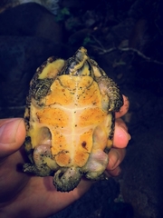 Sternotherus peltifer