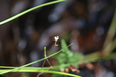 Stylidium tenerum
