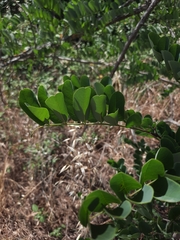 Robinia pseudoacacia