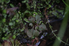 Stylidium tenerum